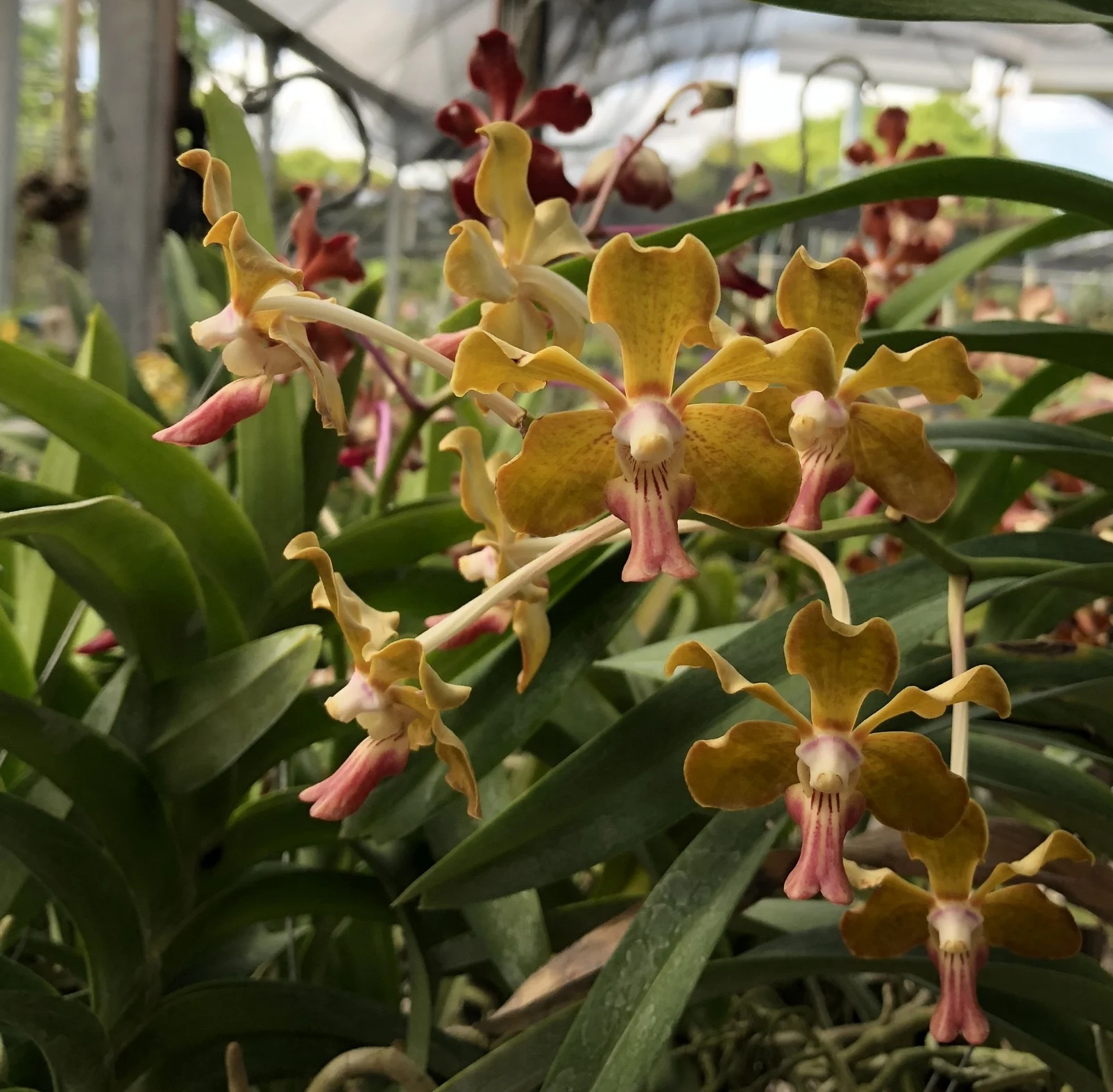 その他 S.M. Novella Vanda Suavis 50mLx2 その他 S.M. Novella Vanda Suavis 50mLx2 Vanda tricolor var